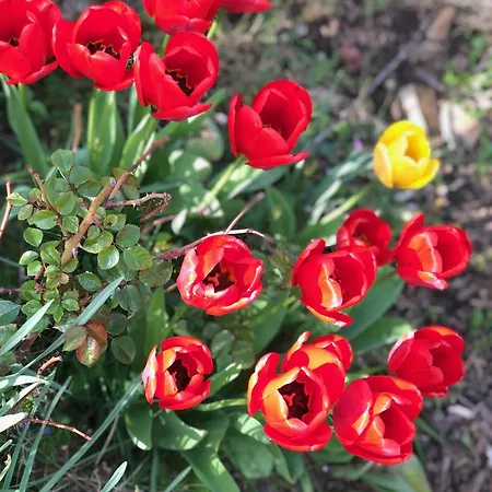 Tiny House Mit Saunafass Und Garten Appartement Brensbach