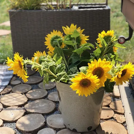 Tiny House Mit Saunafass Und Garten Appartement