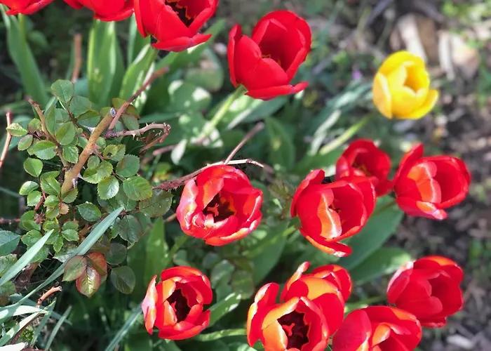 Tiny House Mit Saunafass Und Garten アパート Brensbach